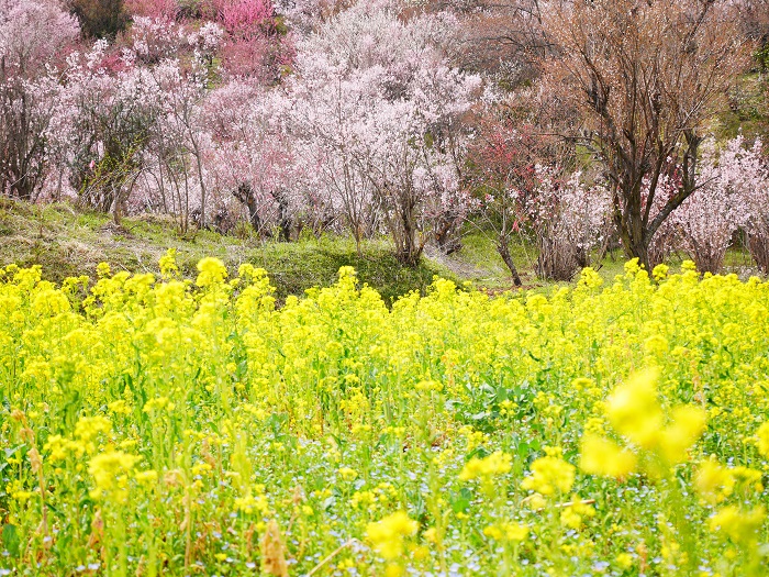 花見山周辺の景色