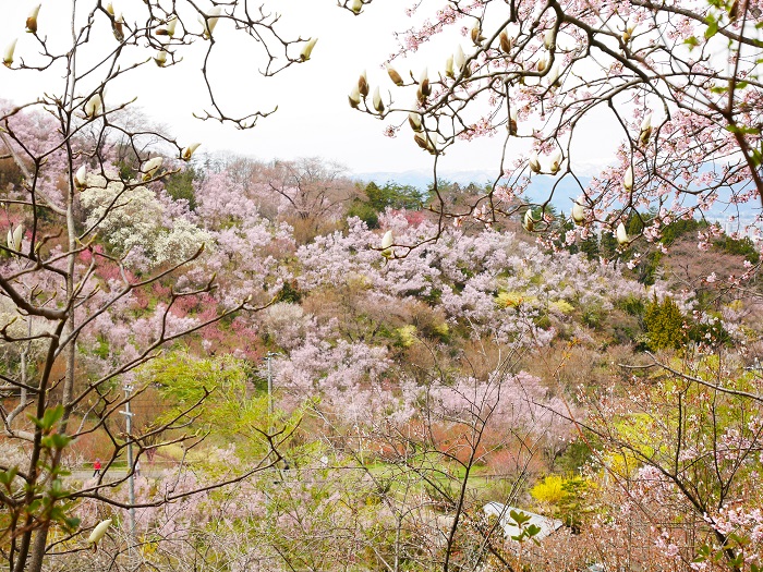 福島の花見山